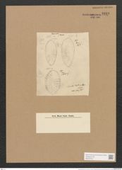 Surirella baltica Schum. (de-Toni-Nr.: Genus 53, Species 2248) Zeichnungen Sammlung Grunow Nr. 4680 (NHMW-BOT-W0372752)